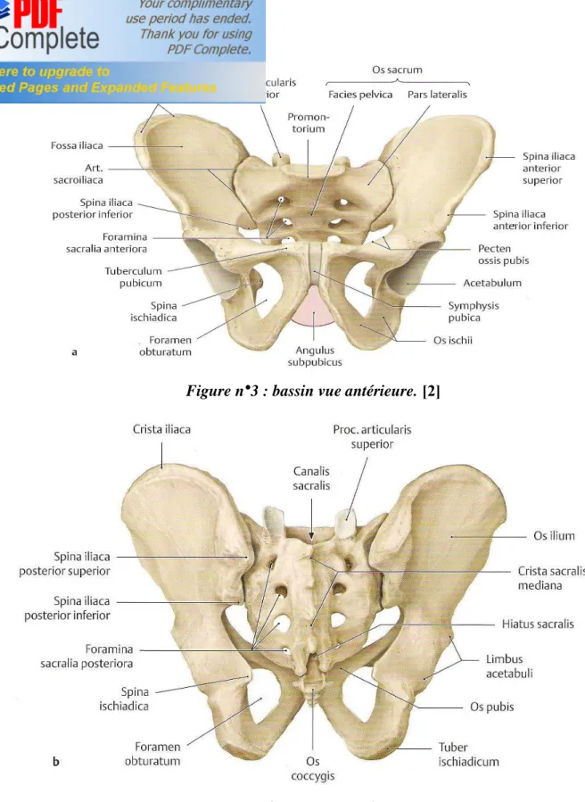 Figure n° 4: bassin vue postérieure.  [2]