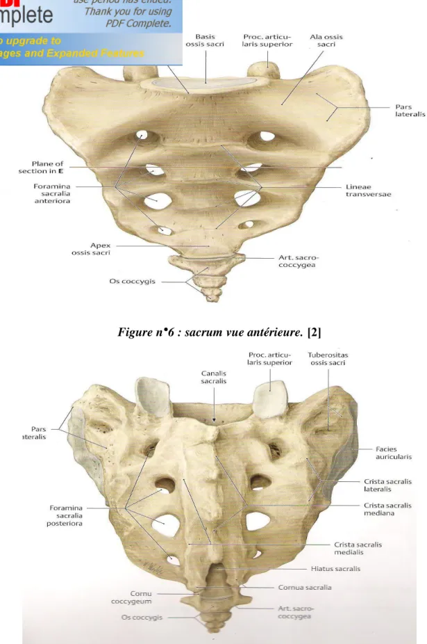 Figure n° 7: sacrum vue postérieure.  [2] 