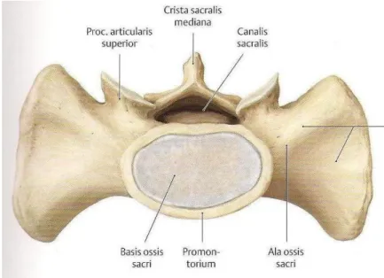 Figure n°9 : sacrum vue supérieure .   [2]