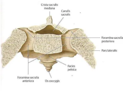 Figure n°10 : sacrum vue supérieure .   [2]