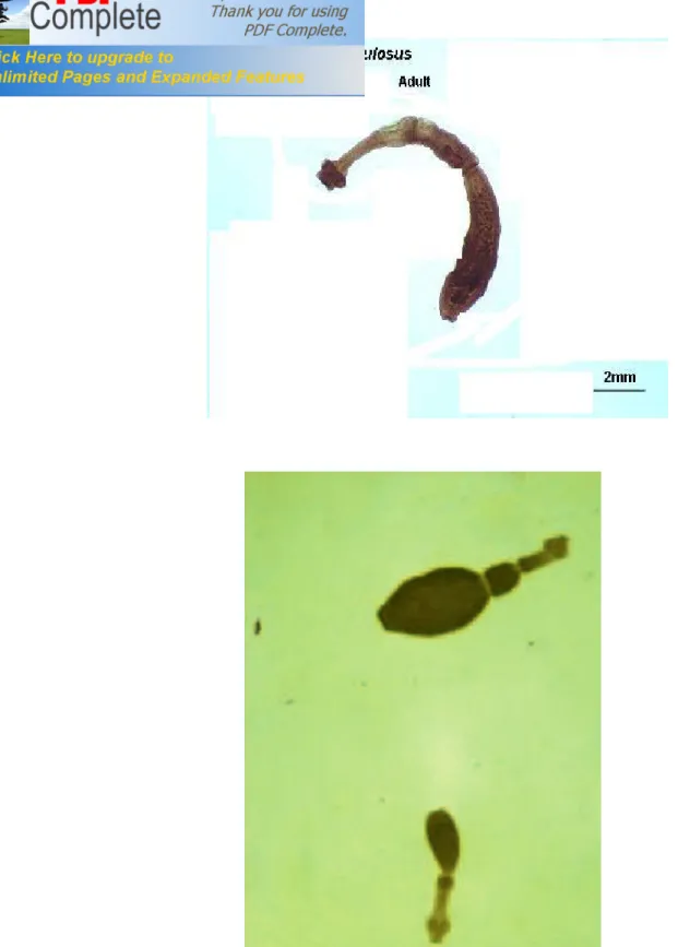 Figure n°11et 12 : Echinococcus granulosus adulte. 