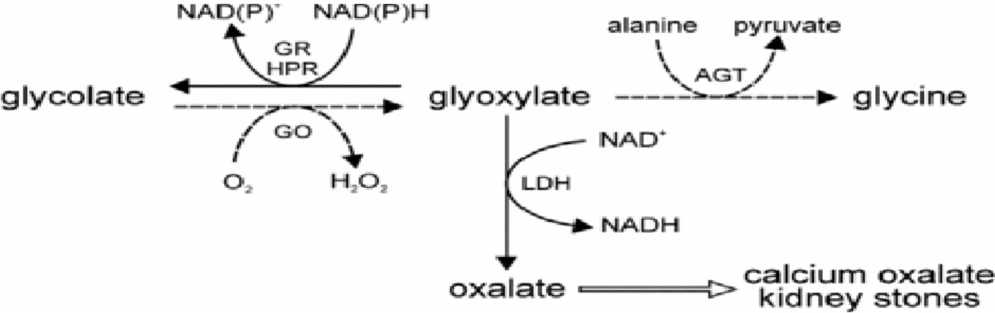 Figure N°3 : La formule de transformation du glyoxylate en oxalate 