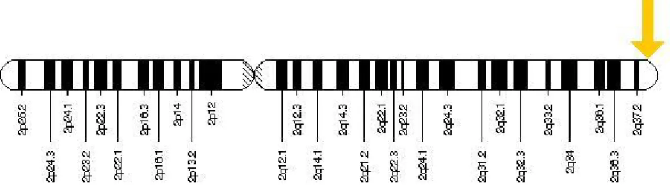 Figure n°4 : localisation moléculaire du gène AGXT 