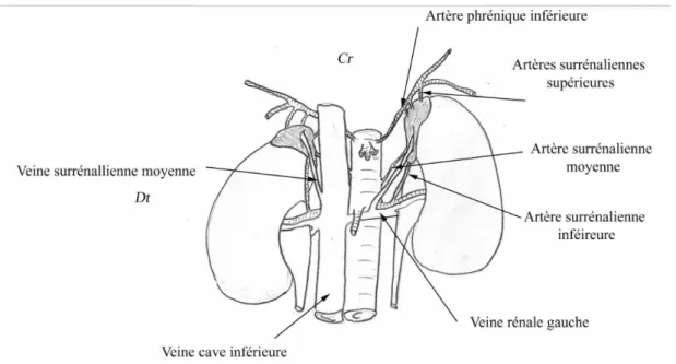 Figure 4 : vascularisation artérielle et veineuse des glandes surrénales