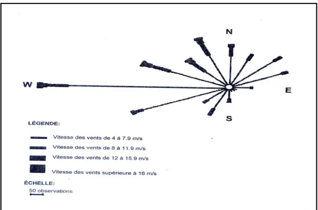 Fig. N°  23 : Rose annuelle des vents dynamiques à Méchéria de 1985 à 1996                              (D’après  B Mahboubi 1998) 