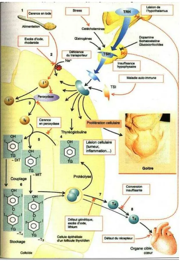 Figure nº 2: Causes d’une hypothyroïdie, d’un goitre et d’une hyperthyroïdie [2] 