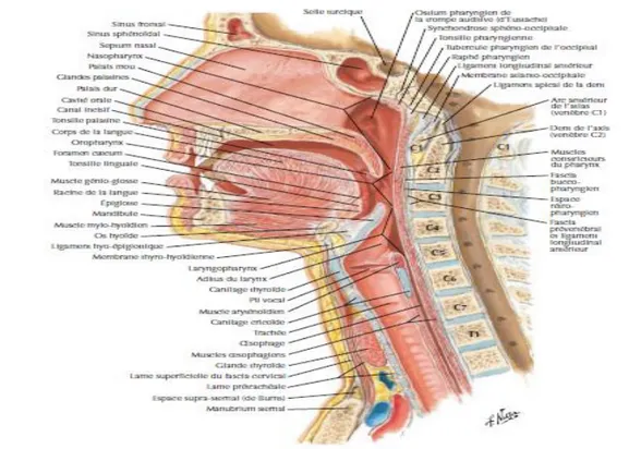 Figure 2: Coupe transversale passant par le cavum. 