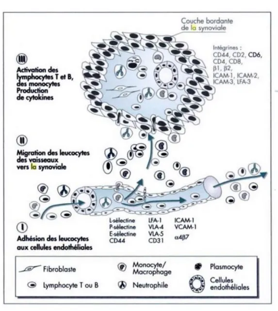 Figure 4 : Migration cellulaire dans la polyarthrite rhumatoïde. 36