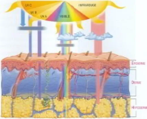 Fig4 : Pénétration des rayons solaire dans la peau.  (15) III) BASES DES RÉACTIONS PHOTOCHIMIQUES CUTANÉES :  