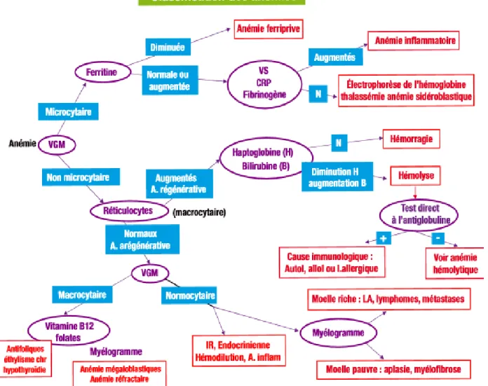 Figure 7: classification des anémies(30) 