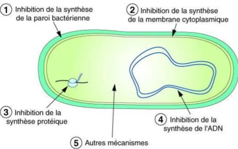 Figure 1 : Modes d’action des antibiotiques [7].  