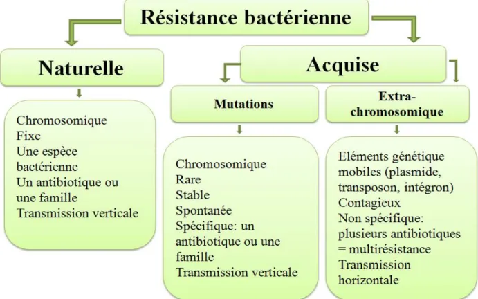 Figure  5 : Deux types de la résistance bactérienne aux antibiotiques 