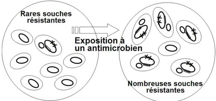 Figure 8: Sélection de souches résistantes aux antimicrobiens [40]. 