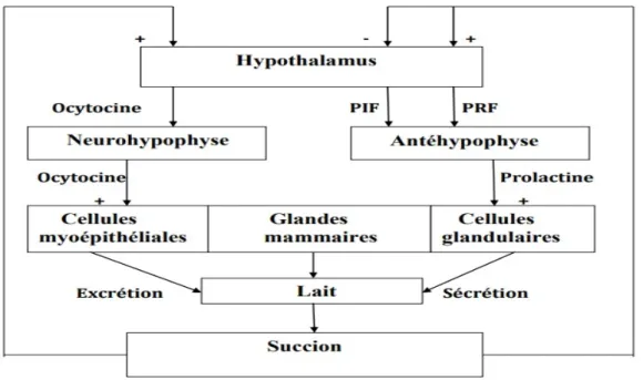 Figure 2. La régulation endocrine de la lactation. [8] 