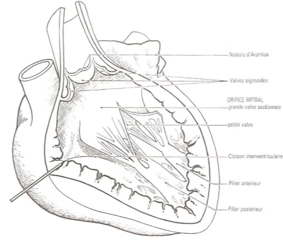 Figure 1 : Ventricule gauche ouvert : valvules aortique et mitrale. 