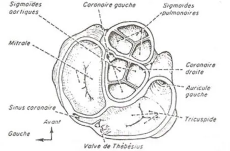 Figure 2 : Section de la base du cœur montrant la disposition des sigmoïdes aortiques