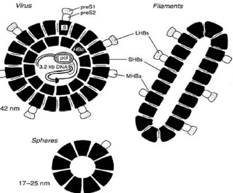Fig. 2 : Représentation schématique des aspects du virus de l’hépatite B   observés en microscopie électronique