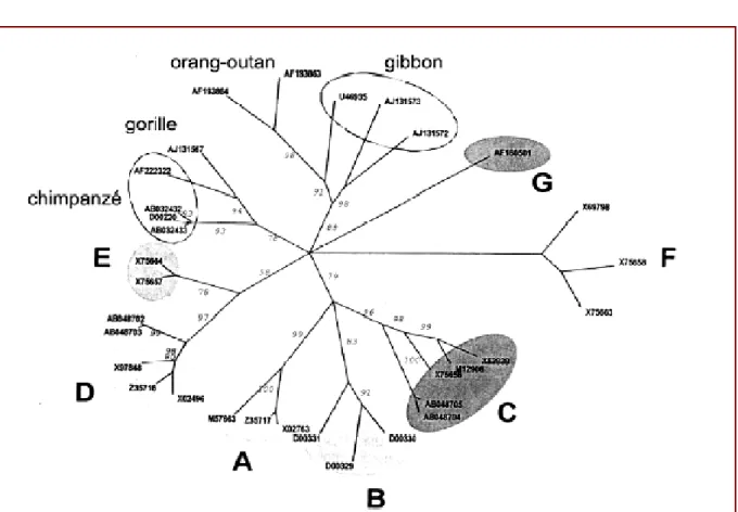 Fig. 4. Analyse phylogénétique de souches du VHB infectant les primates. Tous les isolats  sont indiqués par leur numéro d’accession à la GenBank