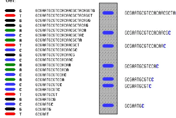 Fig. 8 Exemple illustrant le profil d'électrophorèse du contenu d’un tube avec le ddCTP