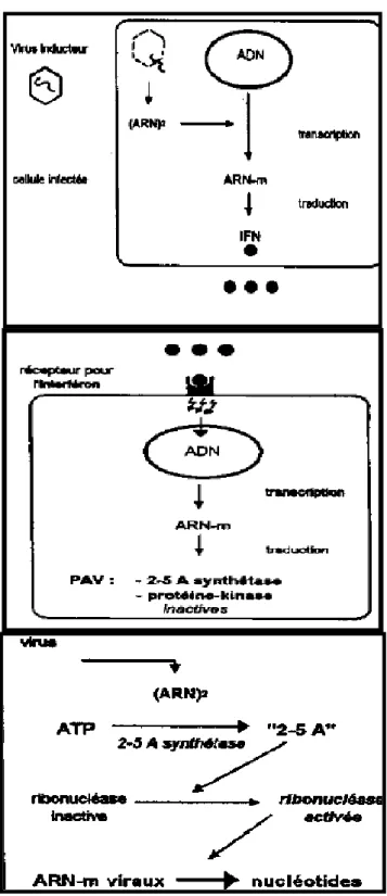 Fig. 12: schémas explicatifs du mode d’action de l’interféron au sein des cellules infectées  [(ARN) 2 : ARN bicaténaire ; ARNm : ARN messager]
