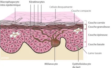 Figure 2 : Couches et populations cellulaires de l’épiderme [15] 