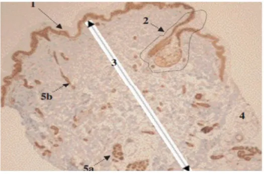 Figure 3 : Derme, hypoderme et annexes épidermiques [14] 