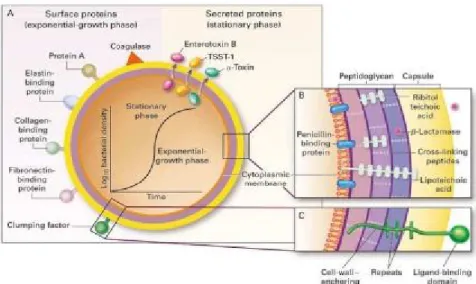 Figure 8 : Expression des facteurs de virulence du S.aureus [33] 