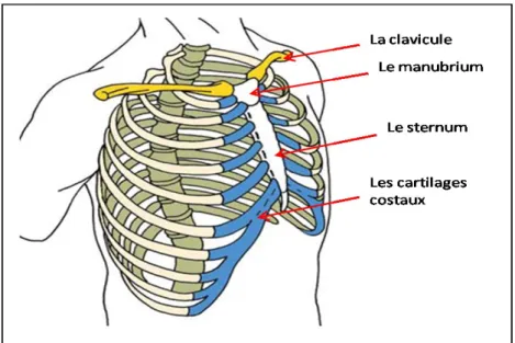 Figure 5 : Représentation des articulations touchées par les  atteintes thoraciques (29)