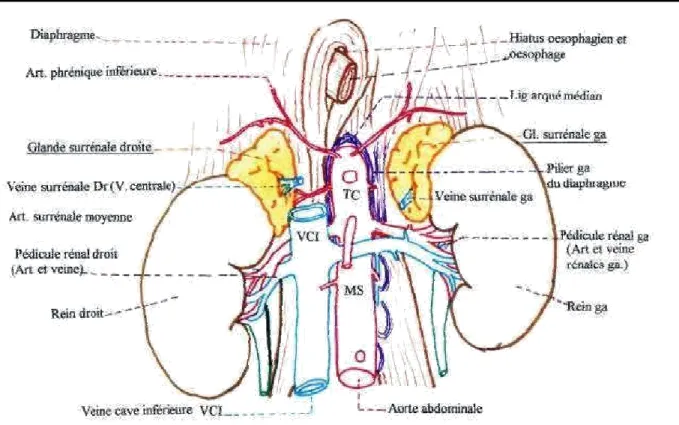 Figure 3: Les deux glandes surrénales; vue schématique antérieure [3] 