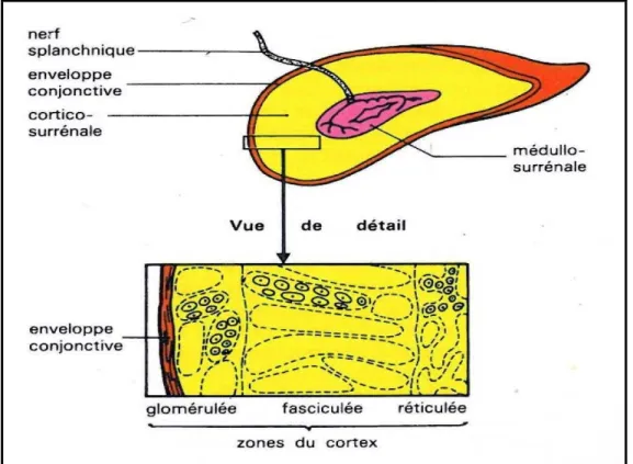 Figure 4: Coupe de la glande surrénale montrant sa structure interne. [2] 