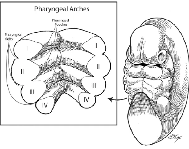 Figure 2 : Vue antérieure montrant les poches et fissures pharyngées [3] 