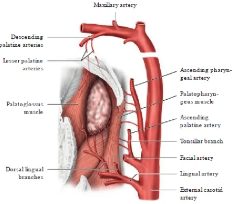 Figure 9 : Vascularisation artérielle de l’amygdale palatine [1] 