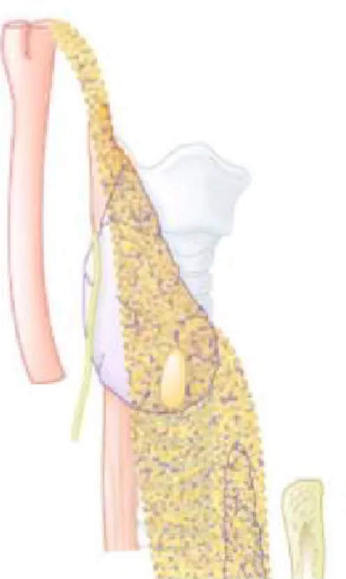 Figure n 5 [85] : qui montre l’aire de distribution   de la parathyroïde inférieure P3