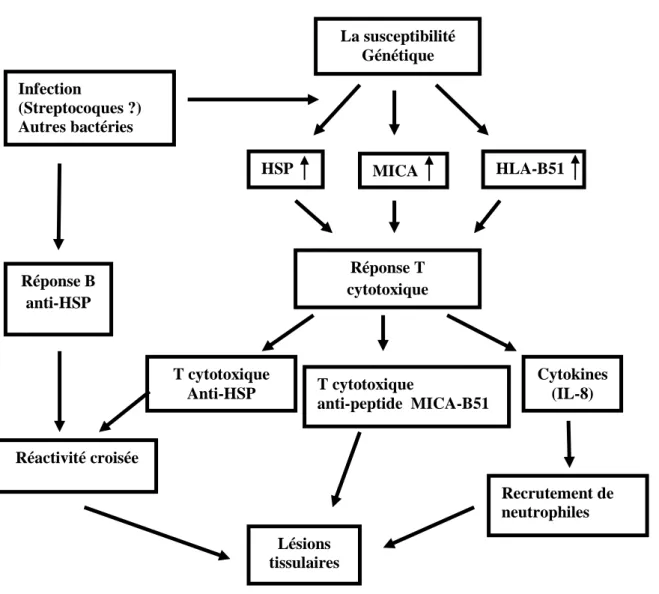 Fig. 4 : Physiopathologie de la maladie de Behçet.  