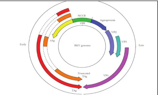 Figure 1 :Représentation schématique du génome du BK virus [8] 