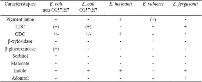 Tableau II: Principaux critères biochimiques différentiels des espèces du genre Escherichia  (d‘après Grimont, 1987)