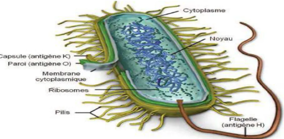 Figure 1: Représentation schématique de la structure d‘E. coli.[19] 