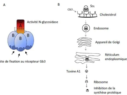 Figure 3: Structure (A) et mode d’action des Shiga-toxines (B) , adaptée de Bryan et al