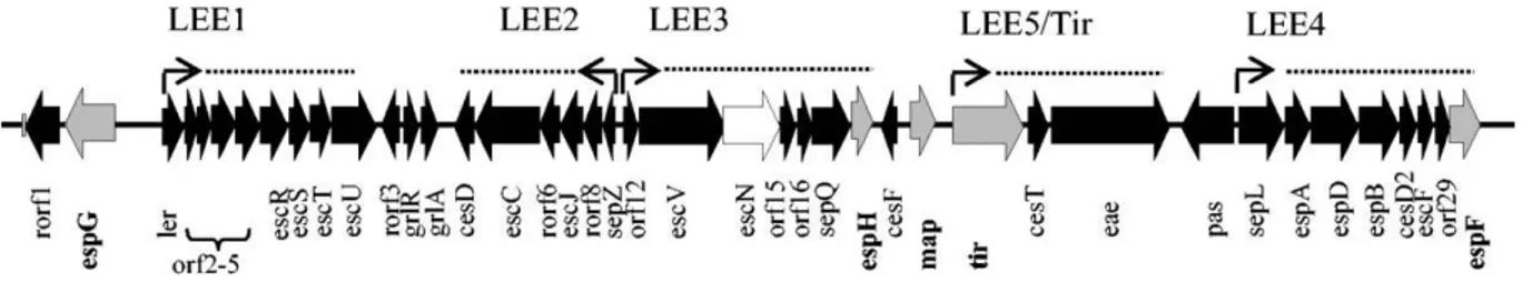 Figure 4: Organisation génétique du locus d‘effacement des entérocytes (Ritchie and Waldor,  2005).[51] 