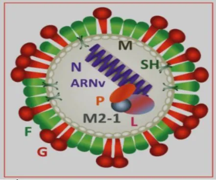 Figure 5:Représentation schématique et emplacement des protéines   du VRS, identique à celle du métapneumovirus [10]