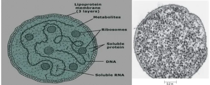 Figure 3: Image de M. genitalium au microscope électronique [11]. 