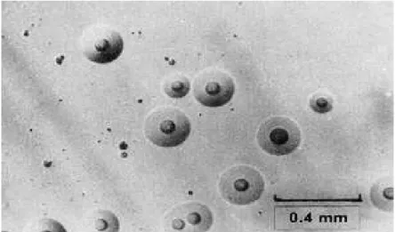 Figure 11 : Photographie de colonies de M. genitalium au microscope (G x 50) montrant   l’aspect typique en « Oeuf sur le plat » [RAZIN et OLIVER, 1961] 