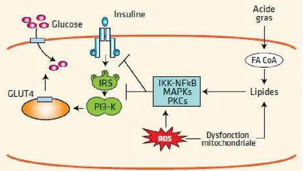 Figure 1: mécanisme intracellulaire de l’insulinoresistance 
