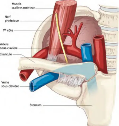 Figure 12 : Repères anatomiques de la veine sous-clavière [50]. 