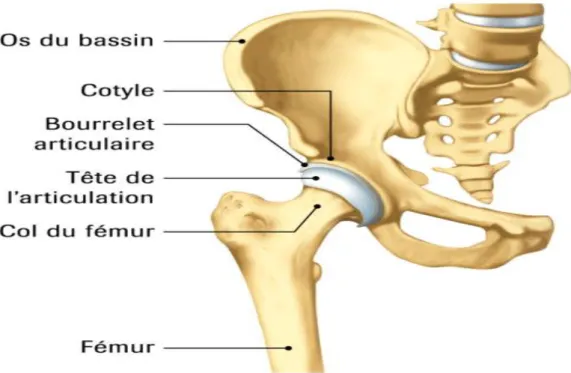 Figure 4 : Articulation de la hanche [6]. 