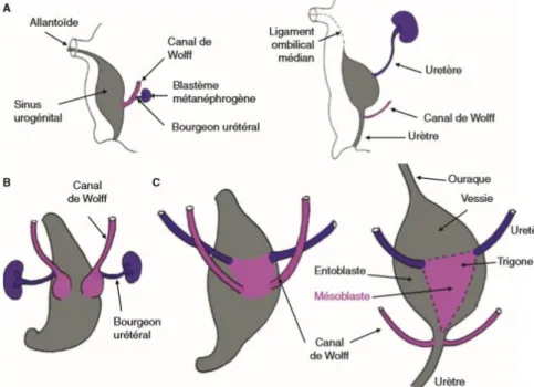 Figure 2:  Voies excrétrices basses [5]. 