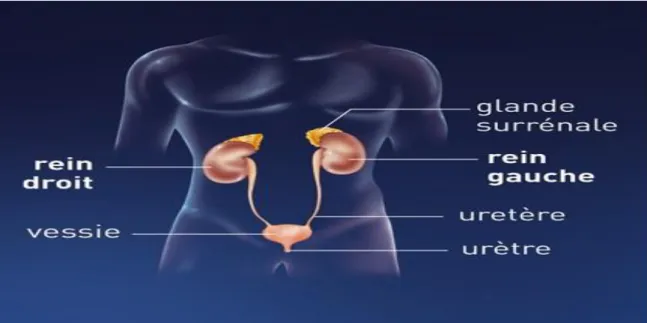 Figure 3:  Appareil urinaire [6]. 