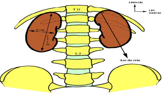 Figure 4:  Vue antérieure des reins [16]. 