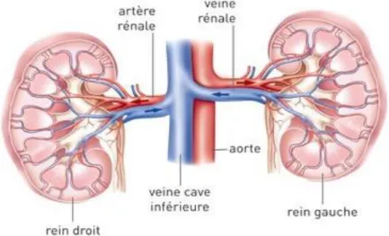 Figure 7: Vascularisation rénale [6]. 