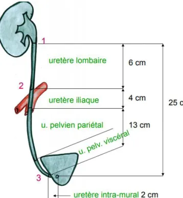 Figure 8:  Différentes portions de l’uretère [14]. 